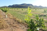 Citrus property in the Atherton Tablelands with a mountain in the background.