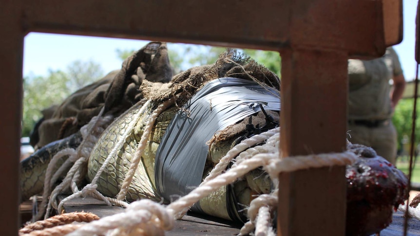 A crocodile with its mouth taped shut and tied to a trailer.