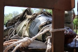 A crocodile with its mouth taped shut and tied to a trailer.