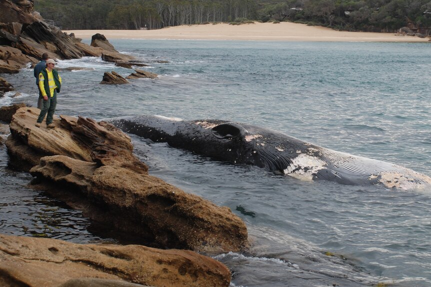 Man on rocks next to whale carcass in water