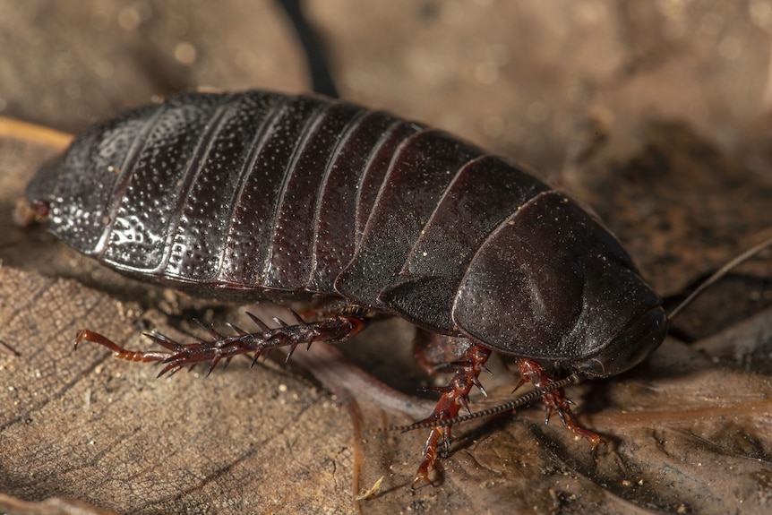 A large brown cockroach, native to Lord Howe Island.