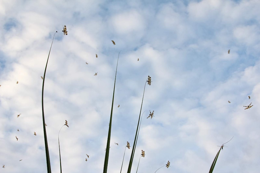 A photo of several dragonflies circling in the air.