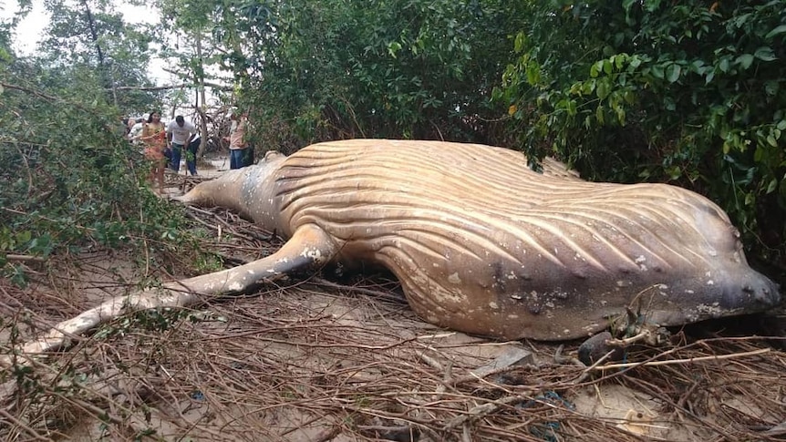 A dead humpback whale in forest on the Brazilian island of Majaro.
