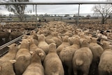These hefty lambs sold for a new Australian record price of $276.20 a head.