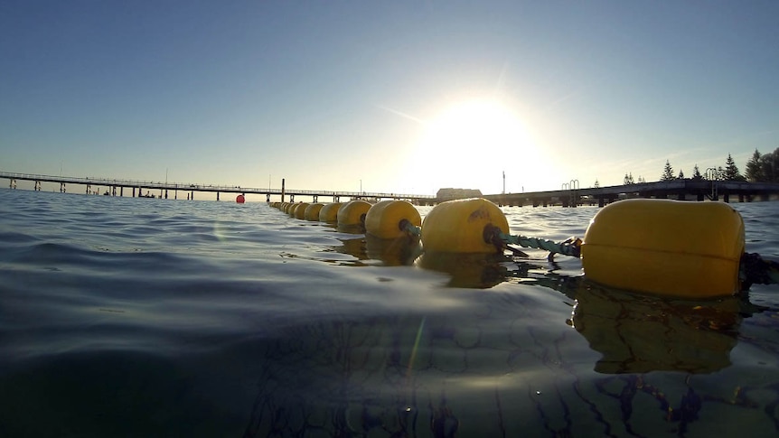 Part of the new swimming enclosure off Busselton