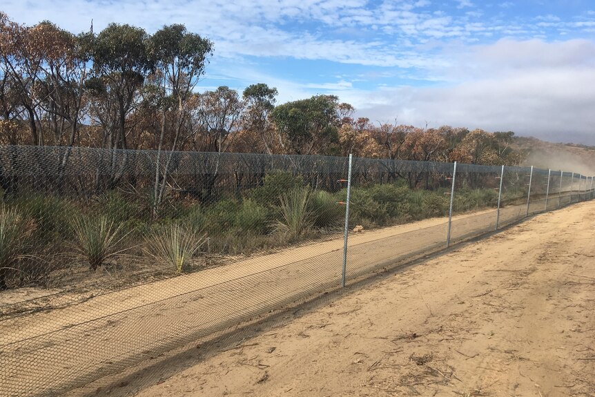 A big wire fence runs next to bushland on sandy ground. 