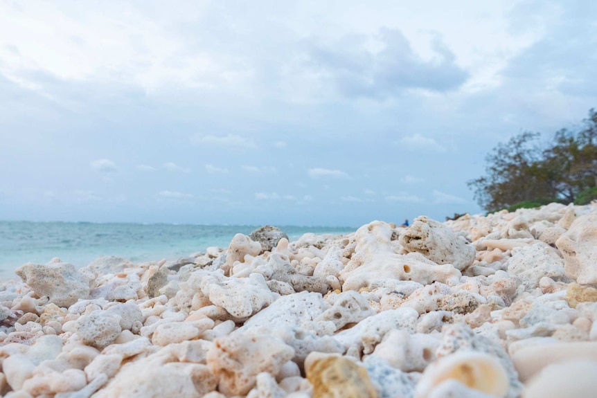 A beach created of coral.