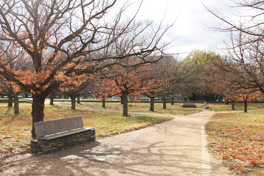 A park is full of deciduous trees which have dropped their leaves for autumn.