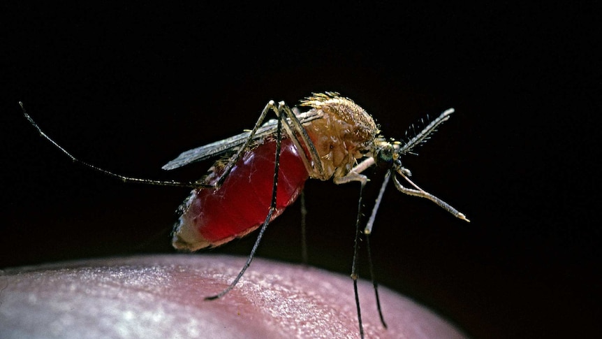 A mosquito gorged with human blood