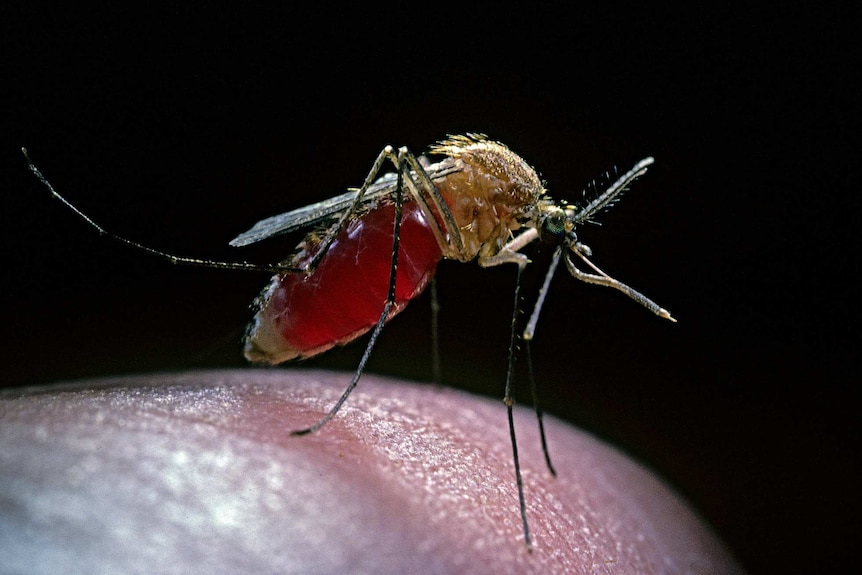 A mosquito gorged with human blood
