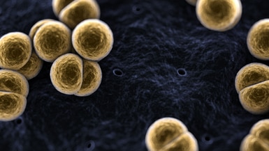 Meningococcal bacteria under the microscope.