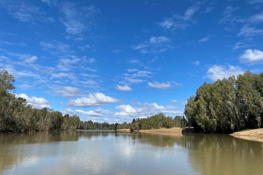 A wideshot from the middle of a brown river, with green foliage eucalypts on its banks and a blue sky
