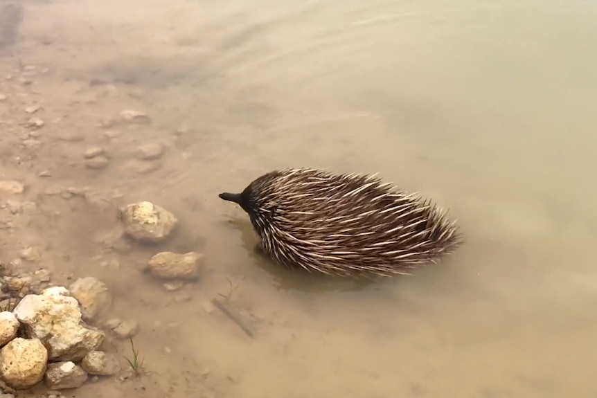 An echidna walking out of a river on Kangaroo Island