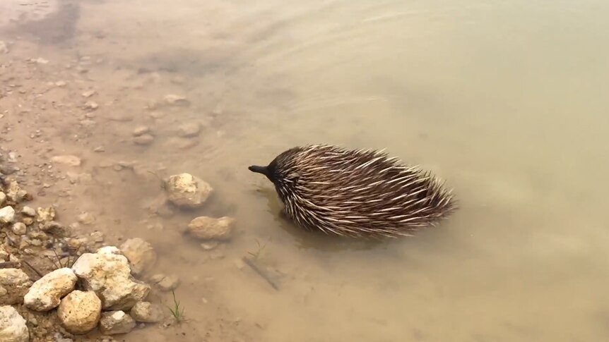 An echidna walking out of a river on Kangaroo Island