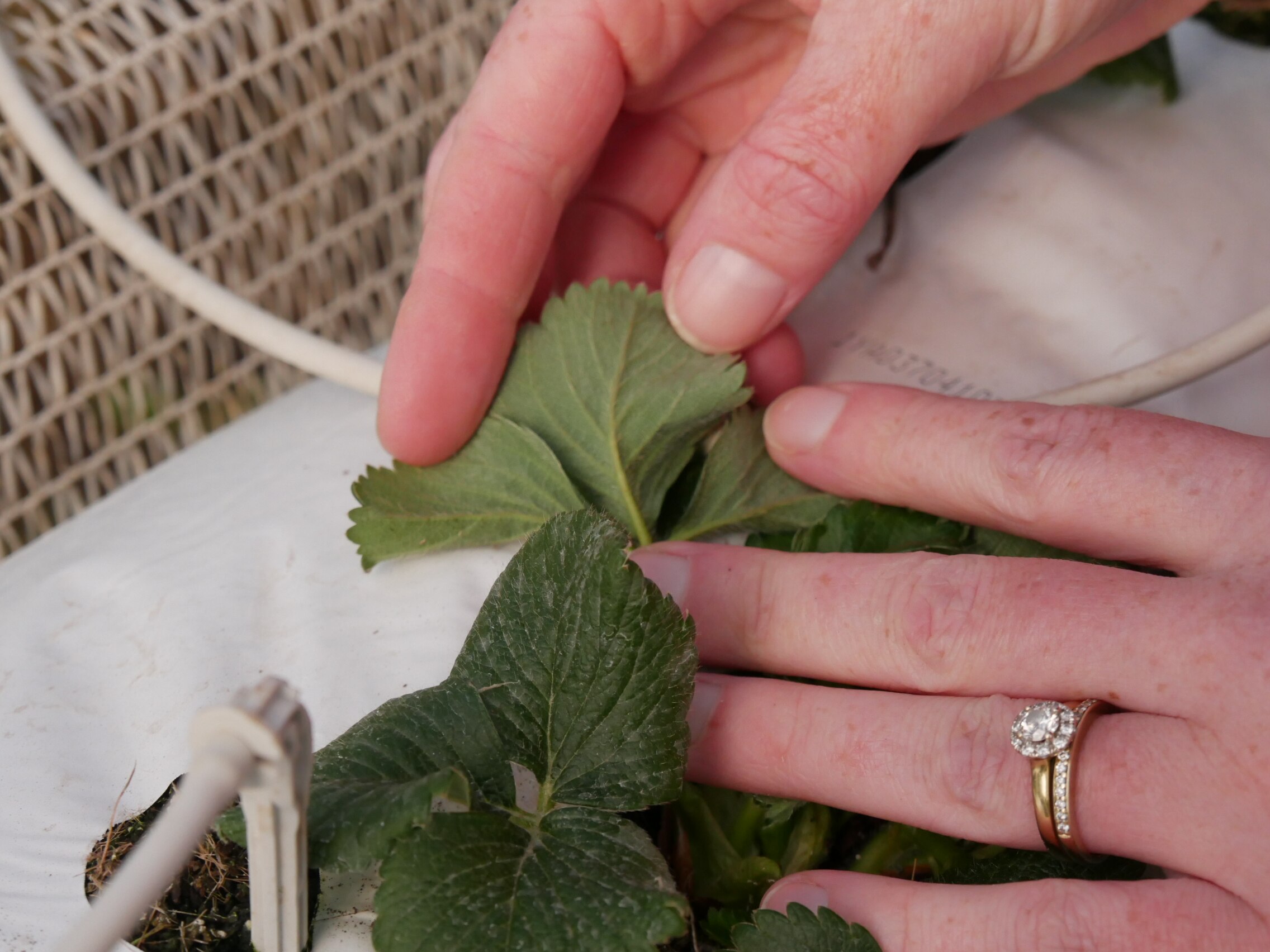 A pair of hands inspects leaves from a berry plant.