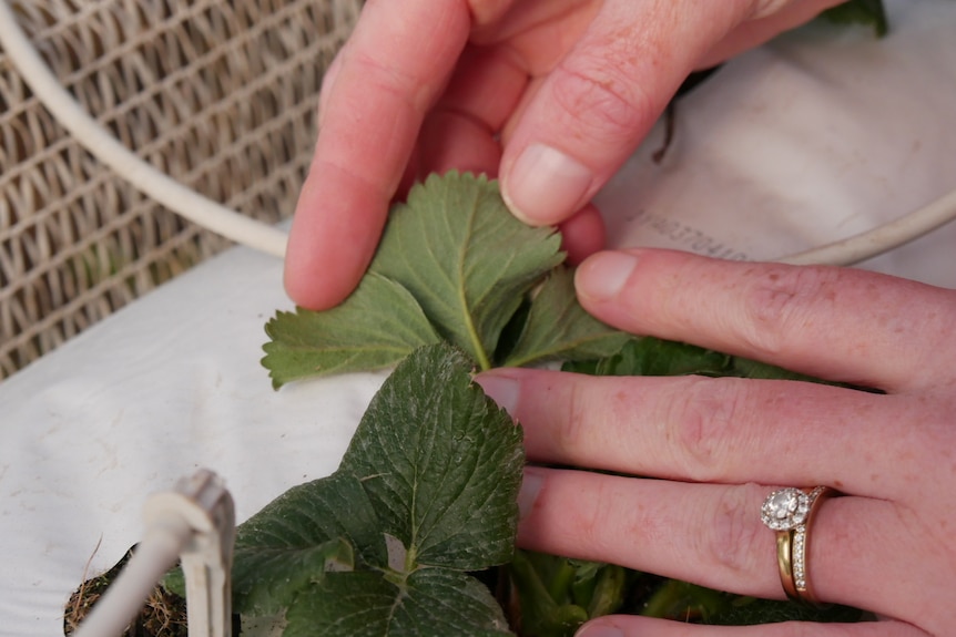 A pair of hands inspects leaves from a berry plant.