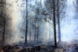 Tarred trees stand amongst smoke on the burnt out land from the Pierces Creek fire.