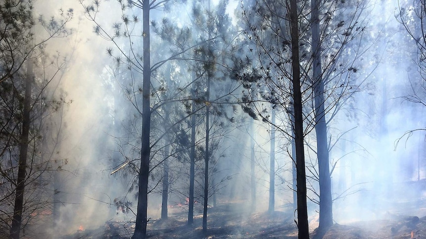Tarred trees stand amongst smoke on the burnt out land from the Pierces Creek fire.