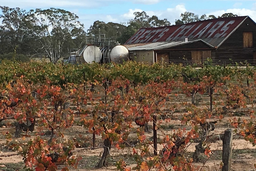 Vinyeards in western Victoria.