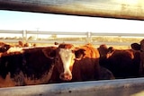 Hereford cattle herded in a pen.