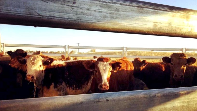 Hereford cattle herded in a pen.