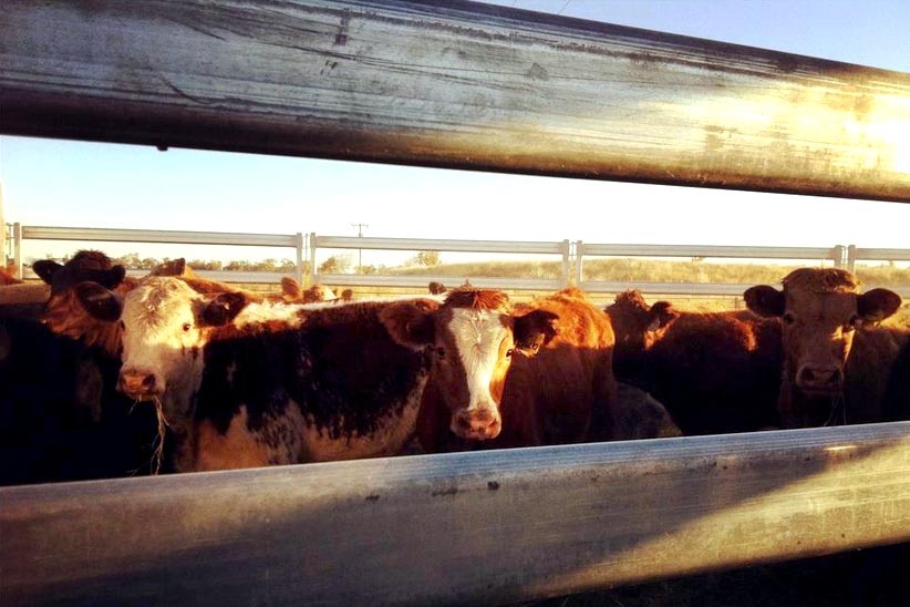 Hereford cattle herded in a pen.