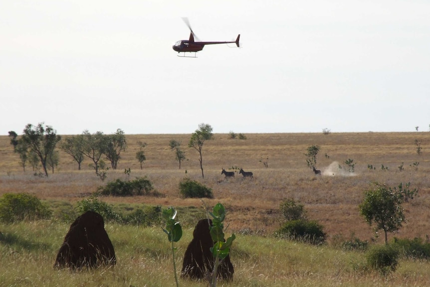 A helicopter flies above a number of donkeys in an outback setting