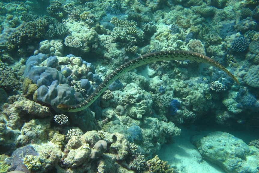 A sea snake curves through the water above a reef.
