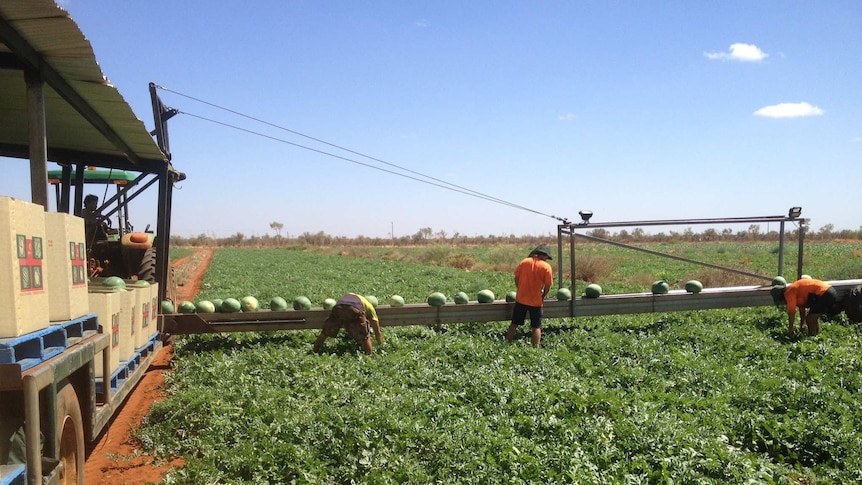 More than 4000 tonnes of watermelons are grown at Lakeland, at the gateway to Cape York.