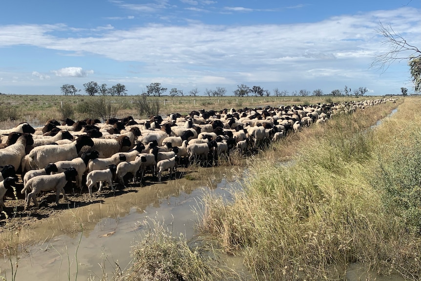 Sheep make their way along a road with water around them. 