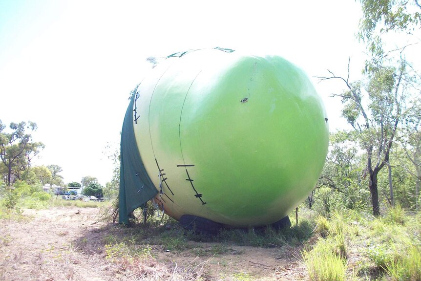 Bowen's missing Big Mango found covered with tarp and tree branches