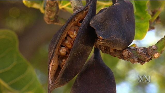 Partly open seed pod on a tree