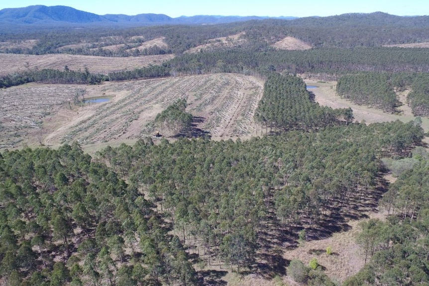 An aerial shot of a timber plantation with some sections bulldozed.