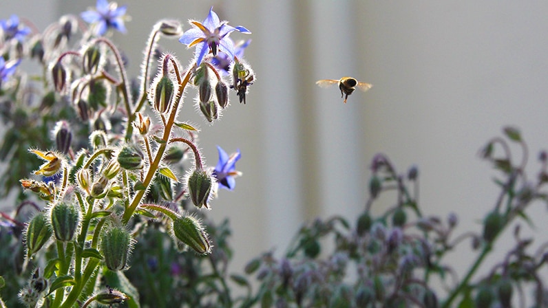 A bee leaves its urban beehive on the rooftop of the QT Sydney Hotel in search of food.