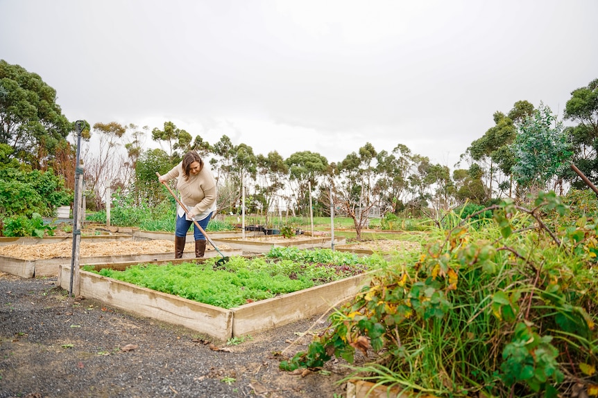 A woman wearing jeans and a brown blazer rakes a veggie patch on an overcast day.