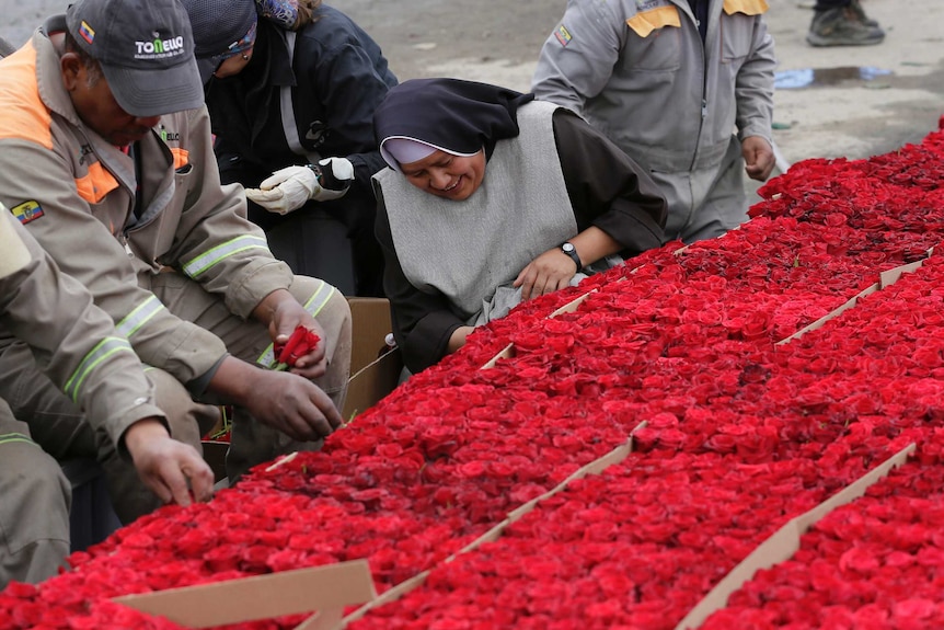 Locals prepare thousands of roses to be placed on a structure made to resemble the Cochasqui pyramid temple.