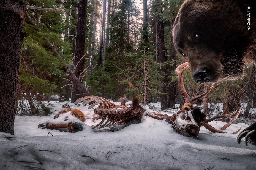 A bear looks over elk remains in the snow