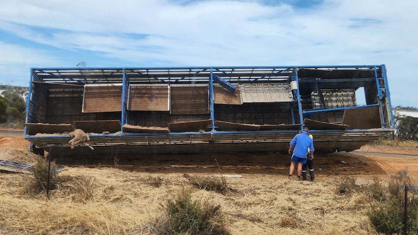 a road train trailed on its side with a dead animal in the tray 