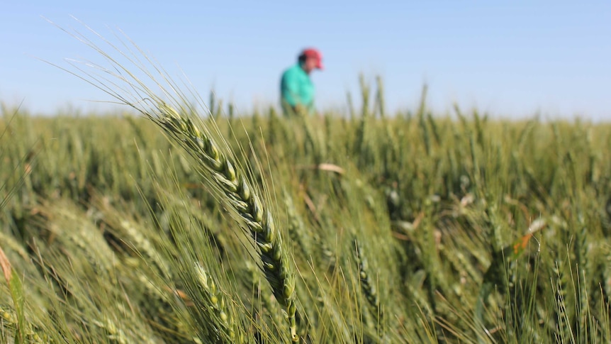 A close up shot of a wheat crop with a farmer out of focus in background