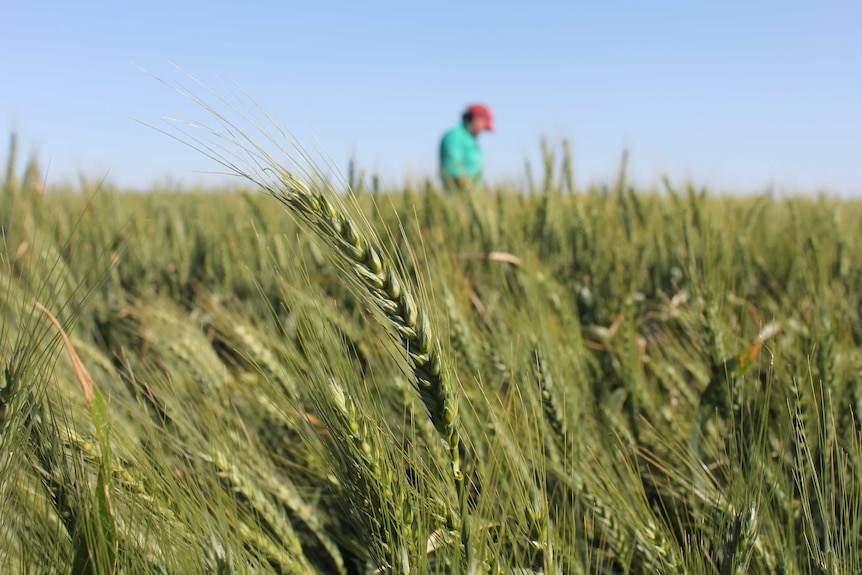 A close up shot of a wheat crop with a farmer out of focus in background