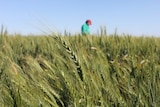 A close up shot of a wheat crop with a farmer out of focus in background