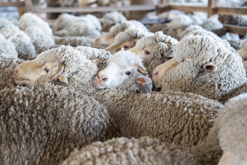 a cluster of sheep in a pen.