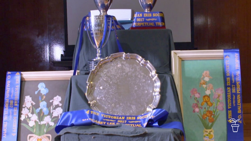 Table covered in trophies and ribbons from the Iris Society