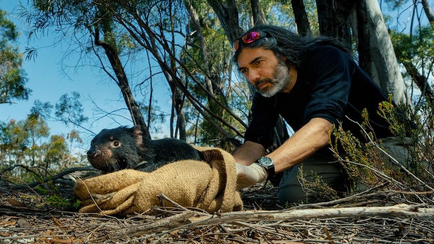 Dr Rodrigo Hamede with a Tasmanian devil about to be released into the wild.
