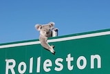 A furry grey koala hangs over a road sign that reads Rolleston.