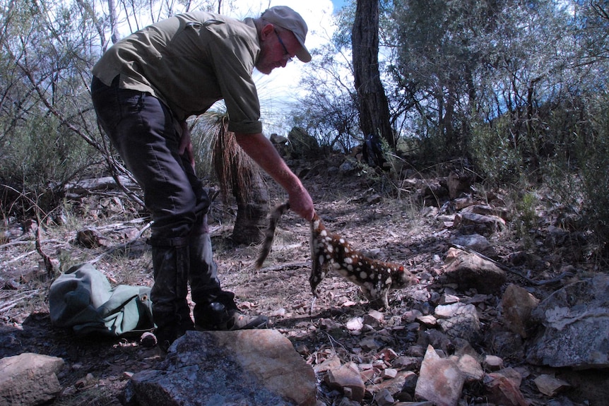 A native quoll