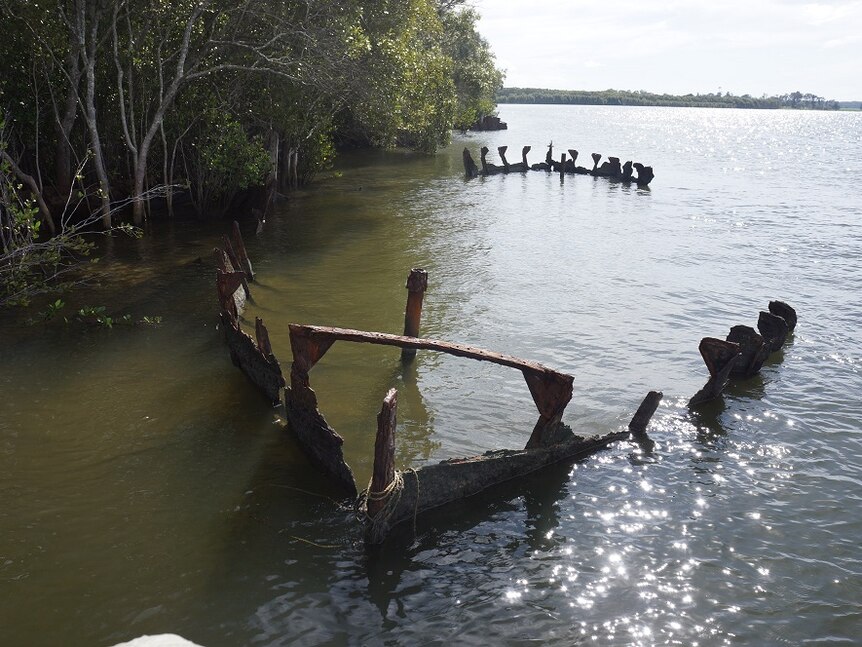 The full outline of a sugar cane punt lying in the water next to mangroves