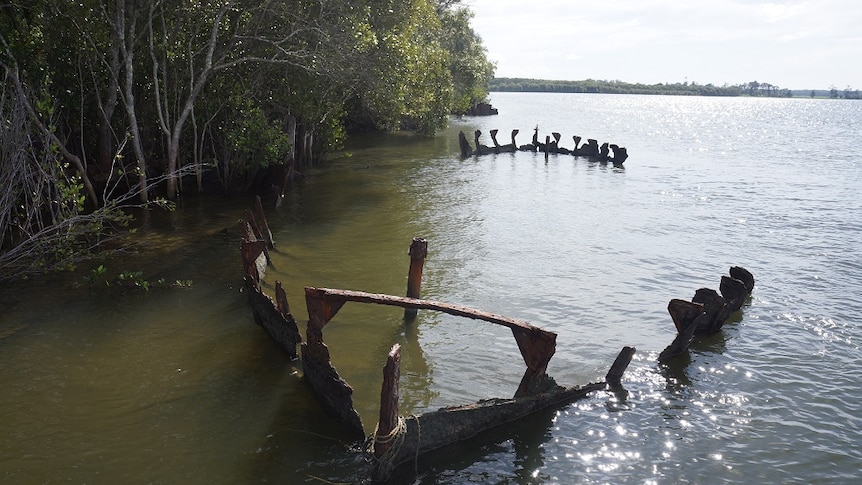 The full outline of a sugar cane punt lying in the water next to mangroves