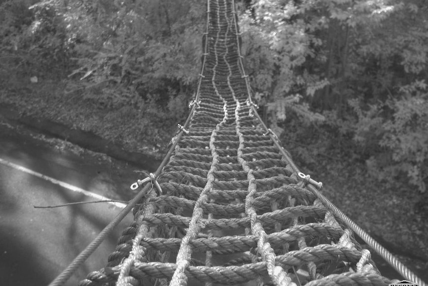 A black and white photo of a rope bridge over a road.