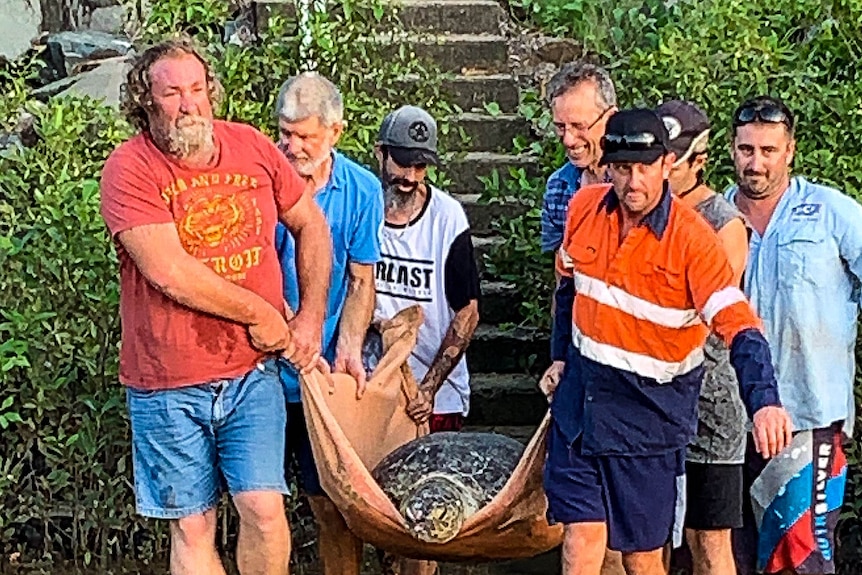 A group of Mackay locals get together to lift the injured green turtle and carry it to a waiting ute.